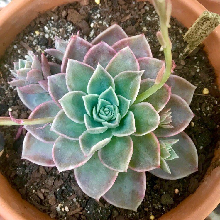 Plant image Echeveria Minima x Graptopetalum Paraguayense