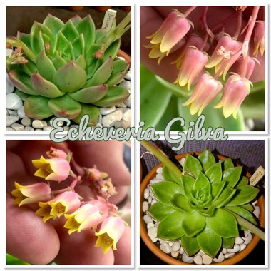 Echeveria Gilva