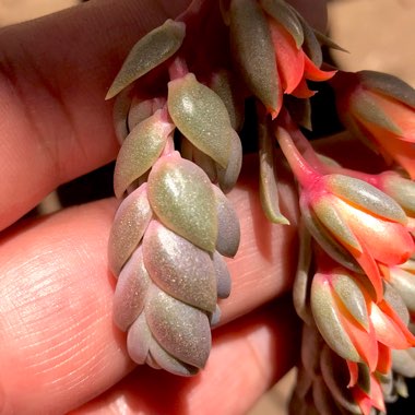 x Pachyveria Draco