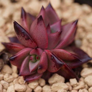 Echeveria Agavoides Ebony x Romeo