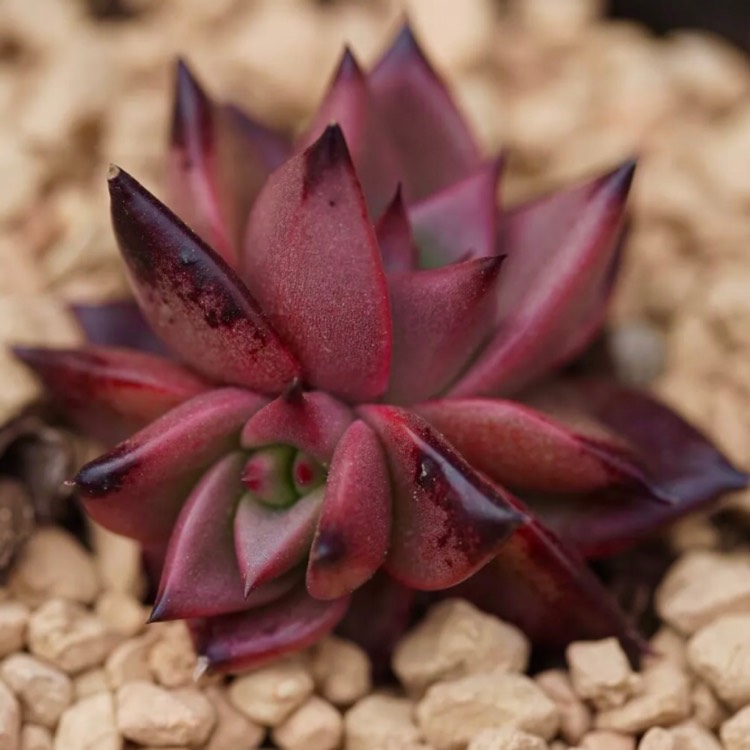 Plant image Echeveria Agavoides Ebony x Romeo