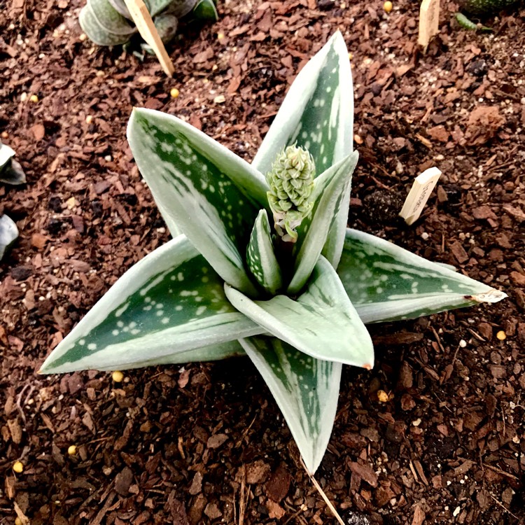 Plant image x Gasteraloe 'Green Ice'