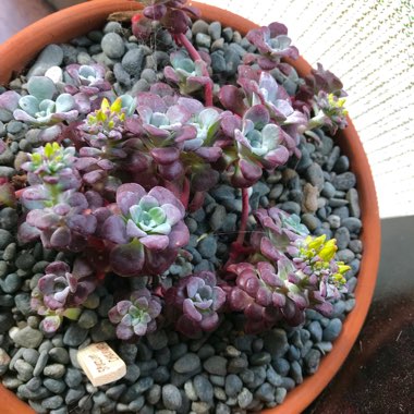 Sedum spurium  'Chocolate Blob'