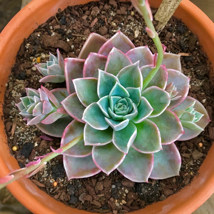 Plant image Echeveria Minima x Graptopetalum Paraguayense