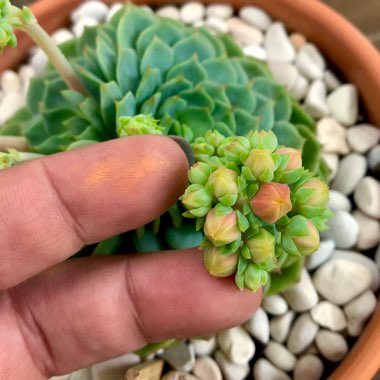 Echeveria Derosa