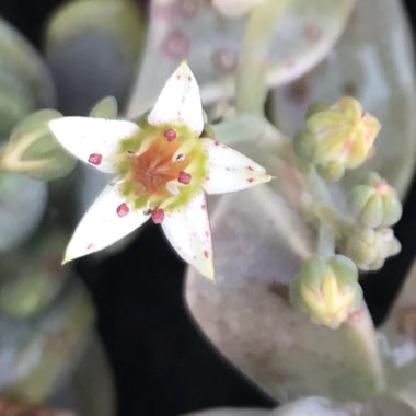 Graptopetalum Paraguayense subsp. Paraguayense