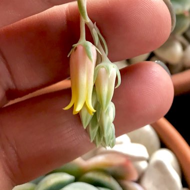 Echeveria Acacia Ponds