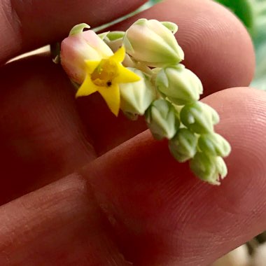 Echeveria Acacia Ponds