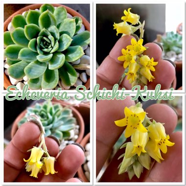 Echeveria Schichi-Kuksi