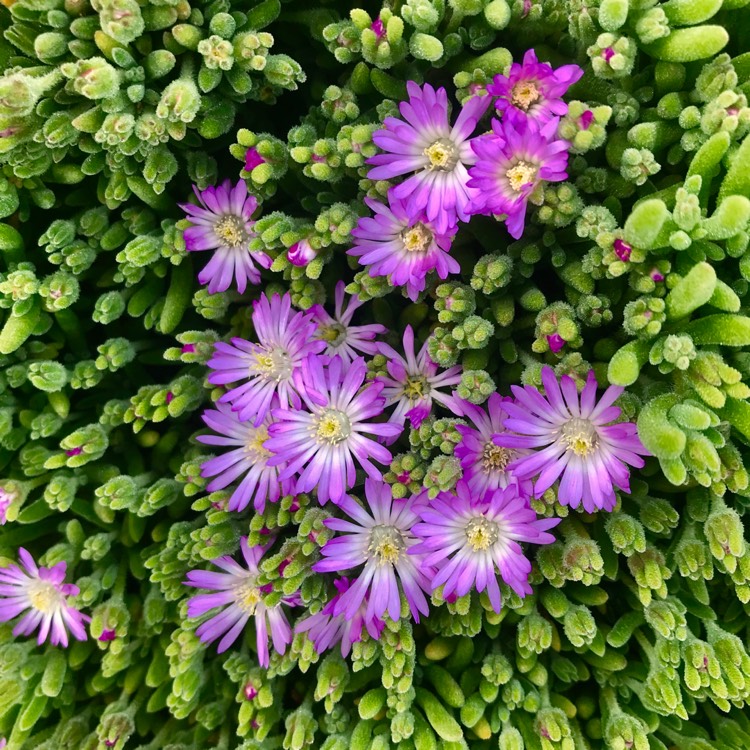 Plant image Delosperma lydenburgense