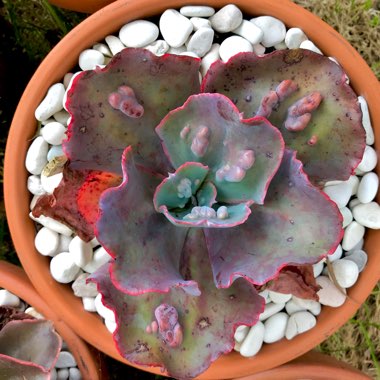 Echeveria Etna