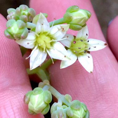 Graptopetalum Mendozae