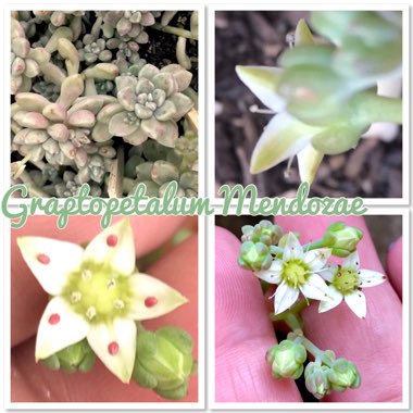 Graptopetalum Mendozae