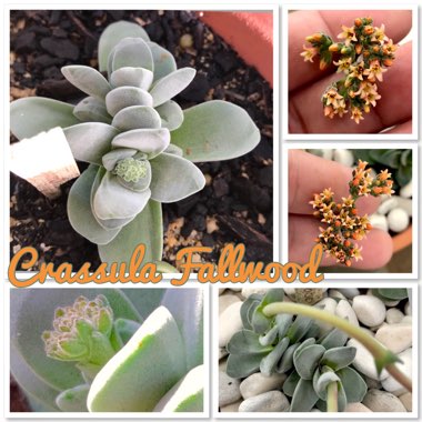 Crassula Fallwood