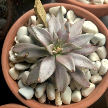 Echeveria Gibbiflora Metallica