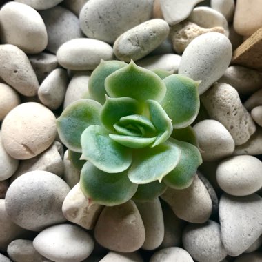 Echeveria Onslow