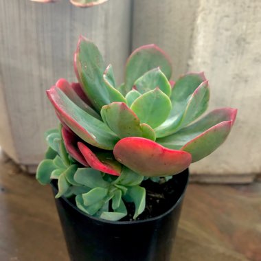 Echeveria Briar Rose