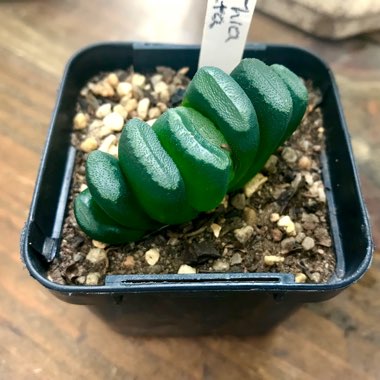 Haworthia truncata var. truncata