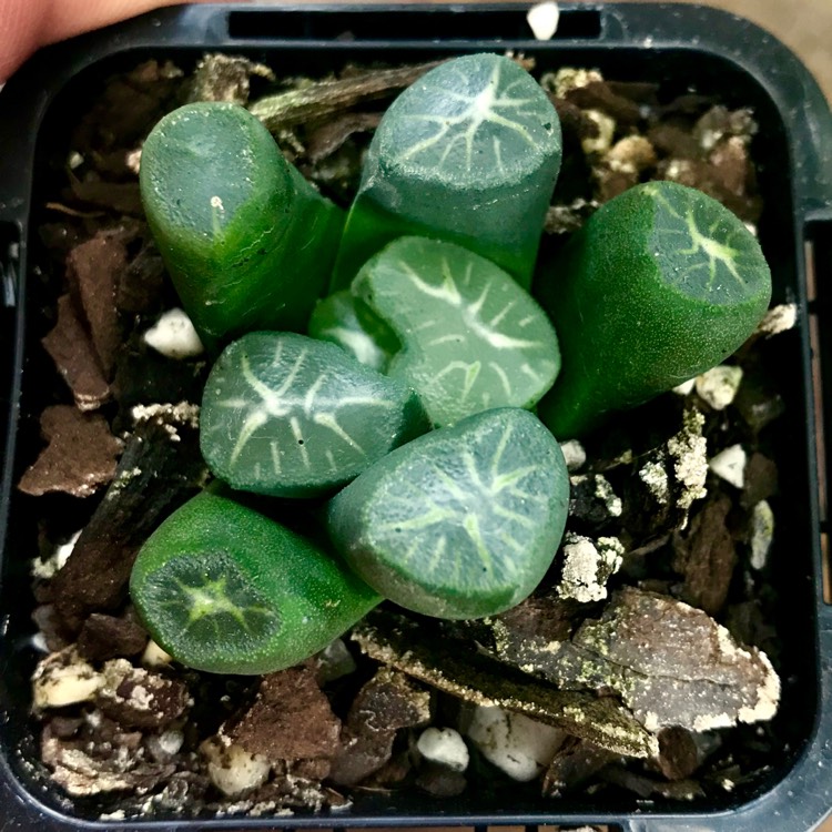 Plant image Haworthia truncata hybrid maughanii