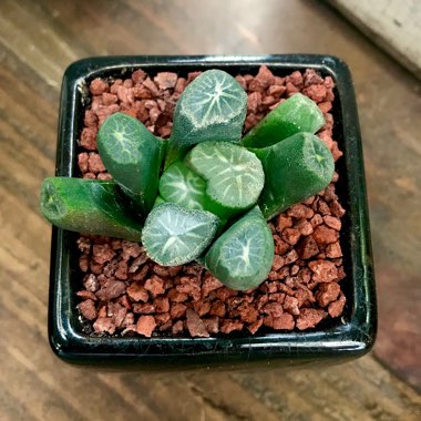 Haworthia truncata hybrid maughanii