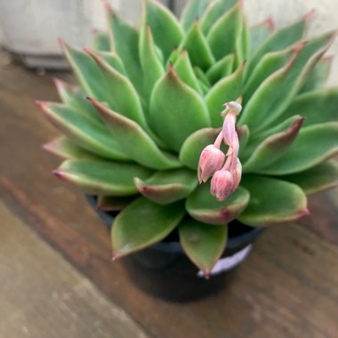 Echeveria Agavoides Miranda