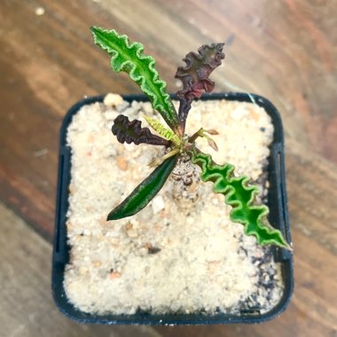 Euphorbia decaryi