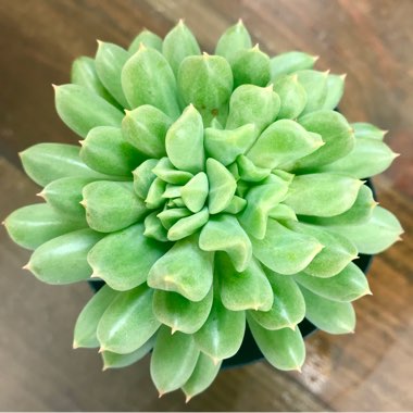 Echeveria Irish Mint