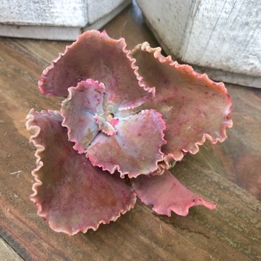 Echeveria Bittersweet