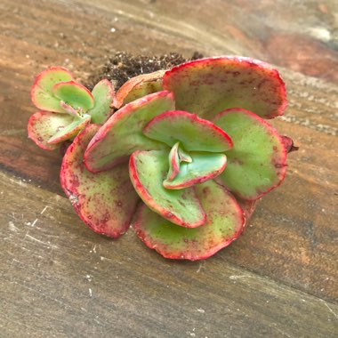 Echeveria Easter Bonnet