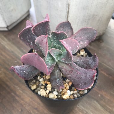 Echeveria Dark Hawk