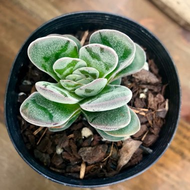 Crassula Coralita