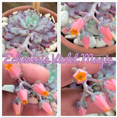 Echeveria Violet Magic