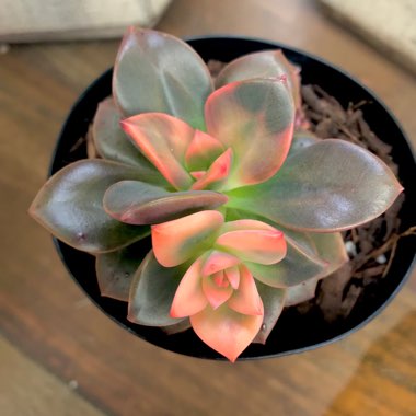 Echeveria Chroma