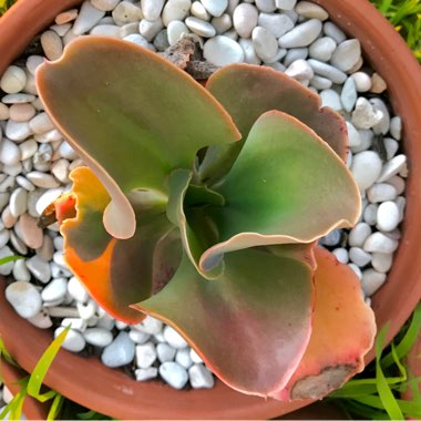 Echeveria Princess Anne