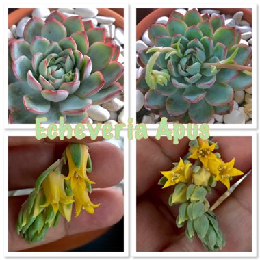 Echeveria Apus