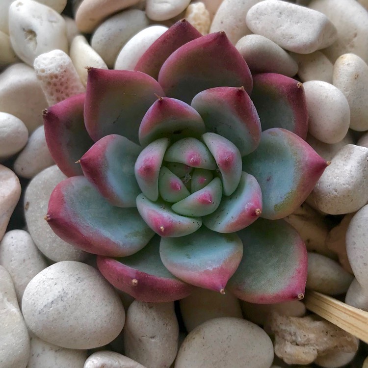 Plant image Echeveria Colorata fa. Colorata