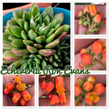 Echeveria Ron Evans