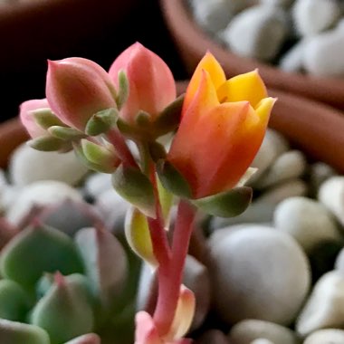 Echeveria Dondo