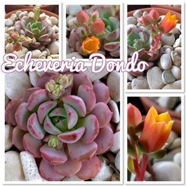 Echeveria Dondo