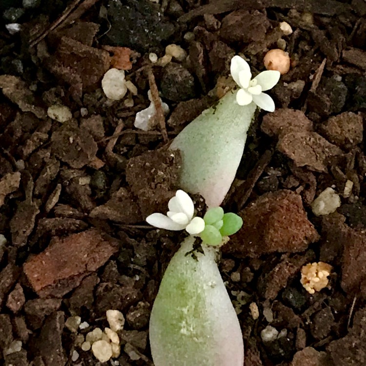 Plant image Graptopetalum Mirinae Variegata