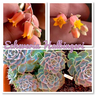 Echeveria Halbingeri