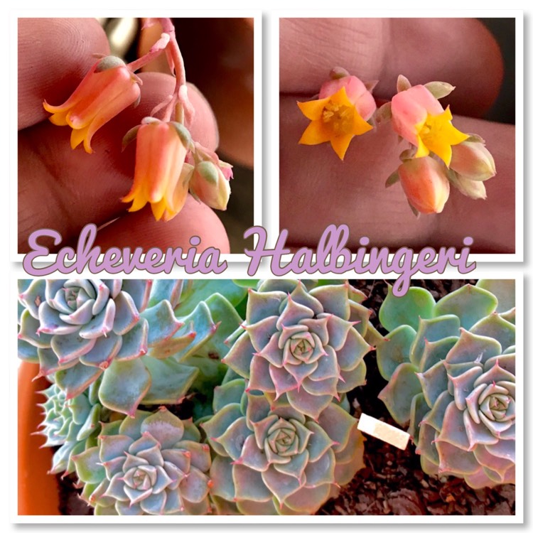 Plant image Echeveria Halbingeri