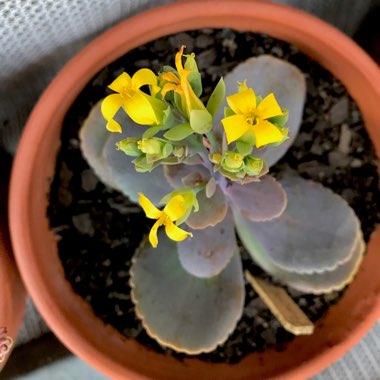 Kalanchoe Grandiflora