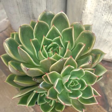 Echeveria Mira