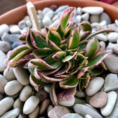 Aeonium Sunburst cristata