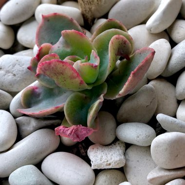 Echeveria Rainbow Sunset