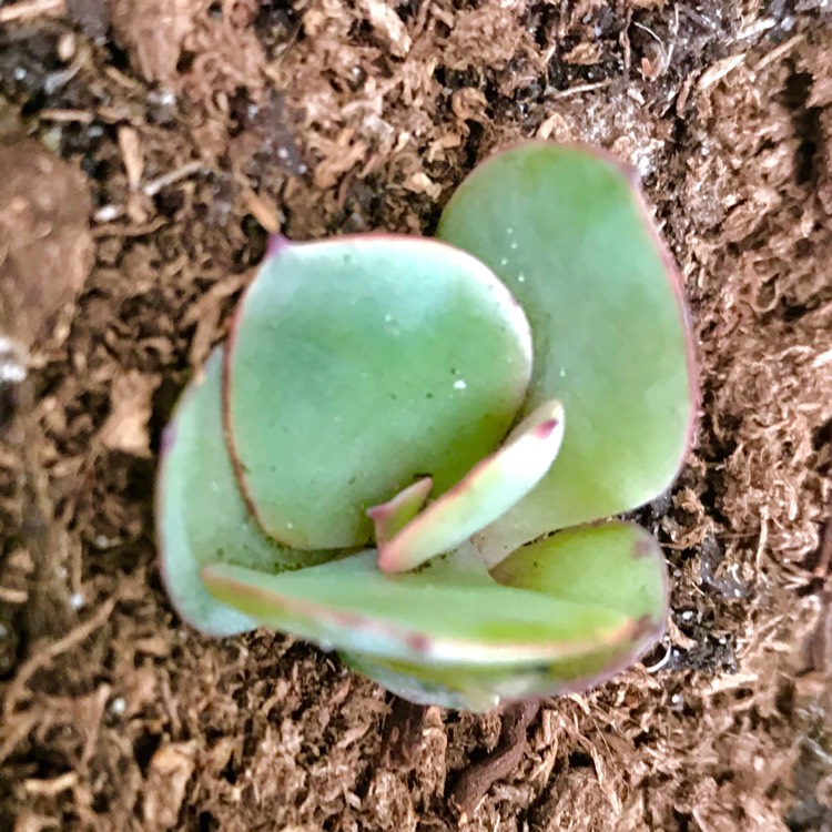 Plant image Echeveria rubromarginata