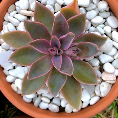 Echeveria Jules