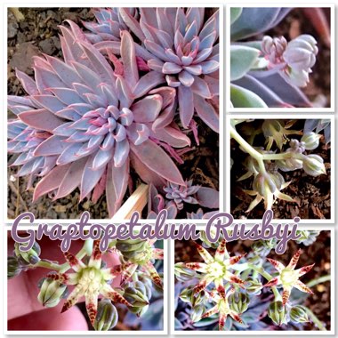 Graptopetalum Rusbyi