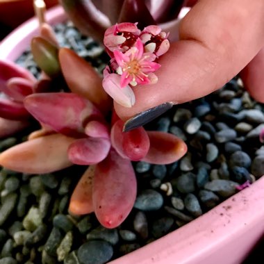 x Pachysedum 'Ganzhou'